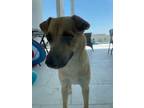 Adopt Martha a Tan/Yellow/Fawn Mutt / Shepherd (Unknown Type) / Mixed dog in St