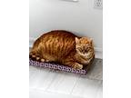 Adopt Taj a Tan or Fawn Tabby American Shorthair / Mixed (short coat) cat in