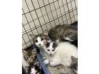 Adopt 53846974 a Gray or Blue Domestic Shorthair / Domestic Shorthair / Mixed