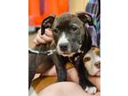 Adopt Whiskey a Black - with White Pit Bull Terrier / Mixed dog in Broken Arrow
