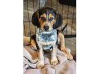 Adopt Winston a Tricolor (Tan/Brown & Black & White) Beagle / Mixed dog in Bear