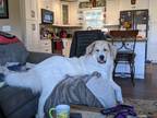 Adopt Elsa a White - with Brown or Chocolate Great Pyrenees / Anatolian Shepherd
