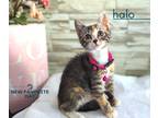 Adopt Halo a Gray or Blue (Mostly) Calico cat in Emory, TX (38950245)