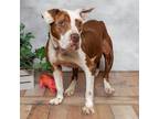 Adopt Abby a Pit Bull Terrier / Mixed dog in East ST Louis, IL (38950380)