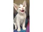 Adopt 655811 a White Domestic Shorthair / Domestic Shorthair / Mixed cat in