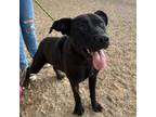 Adopt Garth a Black Labrador Retriever / Mixed dog in El Paso, TX (38950268)