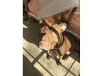 Adopt Nala a Brown/Chocolate - with White American Pit Bull Terrier / Mixed dog