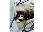 Adopt Jangles a Tortoiseshell American Shorthair / Mixed (short coat) cat in