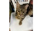 Adopt Brandywine a Brown Tabby Domestic Shorthair cat in Jackson, GA (38950201)