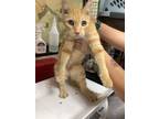 Adopt Tang a Orange or Red Domestic Shorthair / Domestic Shorthair / Mixed cat