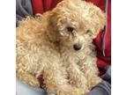 Poodle (Toy) Puppy for sale in Memphis, TN, USA