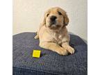 Golden Retriever Puppy for sale in Sacramento, CA, USA