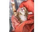 Adopt Carl a Orange or Red (Mostly) American Shorthair / Mixed (short coat) cat
