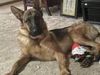 Adopt Norman a German Shepherd Dog / Mixed dog in Dacula, GA (38950119)