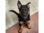 German Shepherd Dog Puppy for sale in Chino, CA, USA