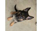 German Shepherd Dog Puppy for sale in Chino, CA, USA