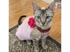 Adopt Leilani - Yorba Linda a Cream or Ivory (Mostly) Siamese (short coat) cat