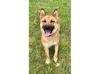 Adopt Shelby a Red/Golden/Orange/Chestnut Shepherd (Unknown Type) / Mixed dog in