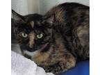 Adopt Carolina a All Black Domestic Mediumhair / Domestic Shorthair / Mixed cat