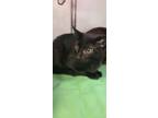 Adopt Lyle a All Black Domestic Shorthair / Domestic Shorthair / Mixed cat in