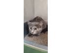 Adopt Mew a Gray or Blue Domestic Shorthair / Domestic Shorthair / Mixed cat in