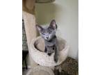 Adopt Stormy a Gray or Blue Domestic Shorthair (short coat) cat in Wading River