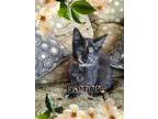 Adopt Gamora a Tortoiseshell Domestic Longhair (long coat) cat in Great Mills