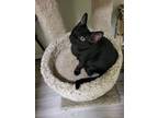 Adopt Rainy a All Black Domestic Shorthair (short coat) cat in Wading River