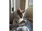Adopt Poshy a Spotted Tabby/Leopard Spotted Domestic Shorthair / Mixed (medium