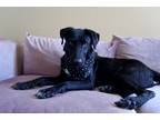 Adopt Bellissima a Black Mixed Breed (Medium) dog in San Diego, CA (38949520)