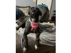 Adopt Queenie a Black - with White Pit Bull Terrier / Mixed dog in Woodbridge