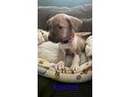 Adopt Rooster a Tan/Yellow/Fawn - with White Australian Cattle Dog / Mixed dog