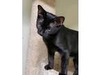 Adopt Thunder2 a All Black Domestic Shorthair (short coat) cat in Wading River