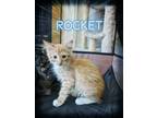 Adopt Rocket a Orange or Red (Mostly) Domestic Longhair (long coat) cat in Great