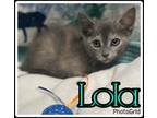 Adopt Lola a Gray or Blue Domestic Shorthair / Domestic Shorthair / Mixed cat in