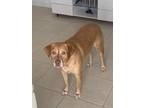 Adopt Lambo a Tan/Yellow/Fawn Labrador Retriever / Mixed dog in Hialeah