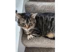 Adopt Snickers a Tortoiseshell American Shorthair / Mixed (short coat) cat in