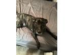 Adopt Loki a Brindle Plott Hound / American Pit Bull Terrier / Mixed dog in Fort