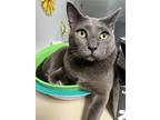 Adopt Ziggy a Gray or Blue Domestic Shorthair / Mixed (short coat) cat in
