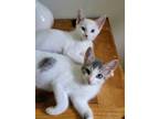 Adopt Windy a White (Mostly) Domestic Shorthair (short coat) cat in Wading