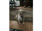 Adopt Rocky a Brown/Chocolate - with White Terrier (Unknown Type