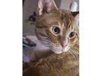 Adopt Binx a Orange or Red Tabby American Shorthair / Mixed (short coat) cat in