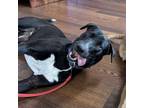 Adopt Mollie a Black Labrador Retriever / Mixed dog in Wadena, MN (38949255)