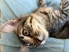 Adopt Squeeker a Gray or Blue Egyptian Mau / Mixed (short coat) cat in Eagle