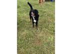 Adopt Alfie a Black - with Tan, Yellow or Fawn Bernedoodle dog in Duncansville