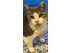 Adopt Dwarf a Domestic Shorthair cat in New York, NY (38949174)