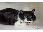 Adopt Benji a All Black Domestic Longhair / Domestic Shorthair / Mixed cat in