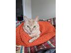 Adopt Churro a Orange or Red Tabby / Mixed (short coat) cat in Plymouth