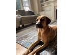 Adopt Lulu a Tan/Yellow/Fawn - with White Black Mouth Cur / Mixed dog in