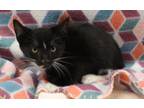 Adopt JB a All Black Domestic Shorthair / Domestic Shorthair / Mixed cat in